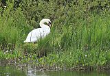 Mute Swan